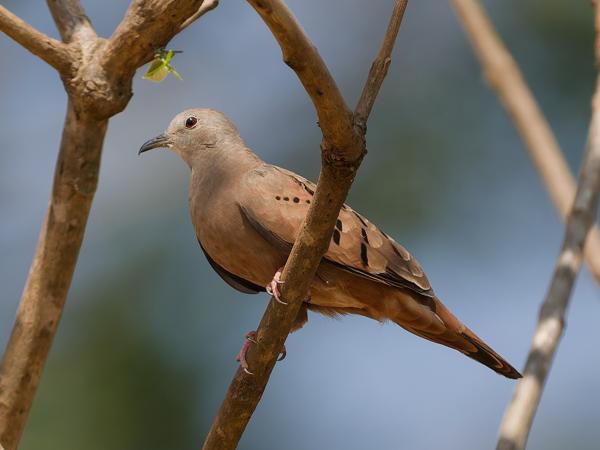 Steenduif (Columbina talpacoti)